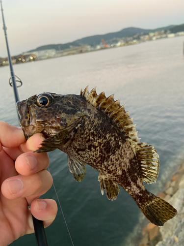 ソイの釣果