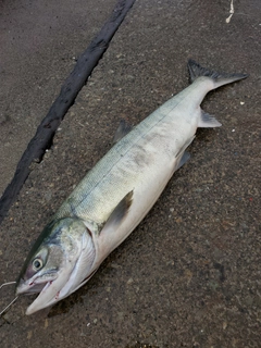 サケの釣果