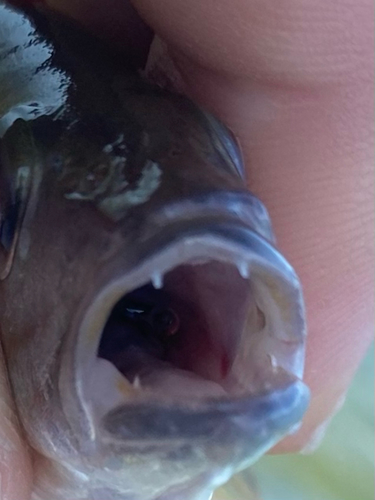 クロホシフエダイの釣果