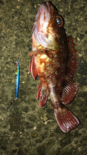 カサゴの釣果