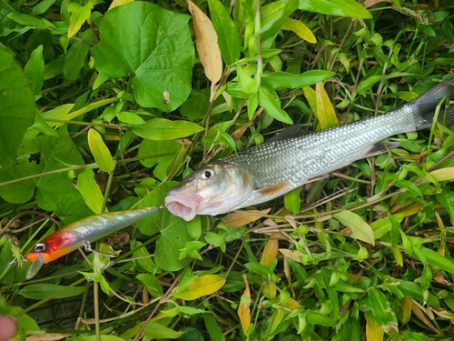 ノゴイの釣果