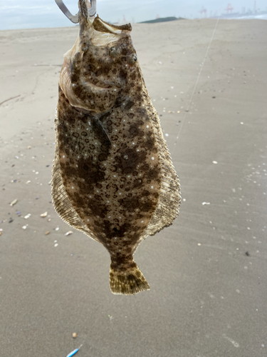 ヒラメの釣果