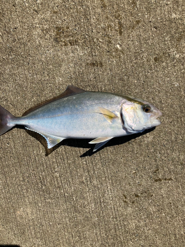 ショゴの釣果