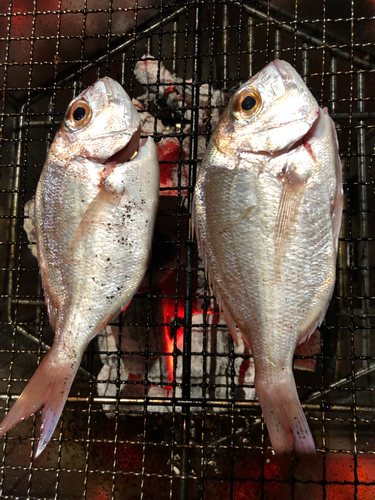 マダイの釣果