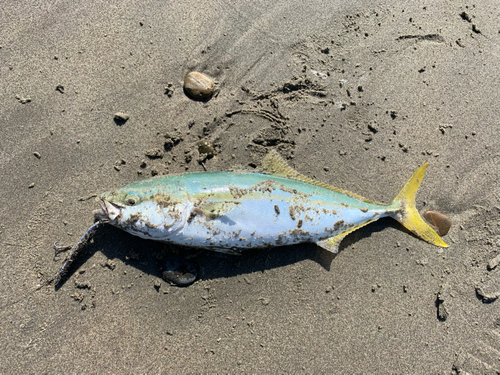 イナダの釣果