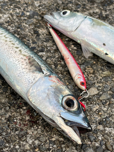 サバの釣果