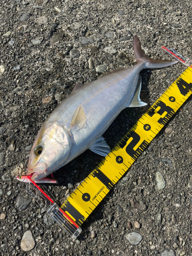 ショゴの釣果