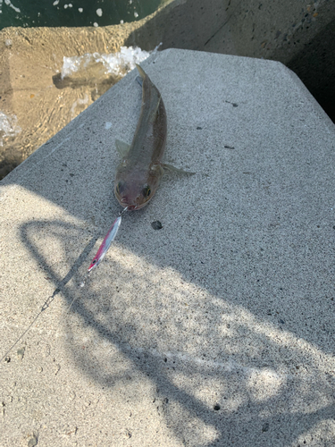 エソの釣果