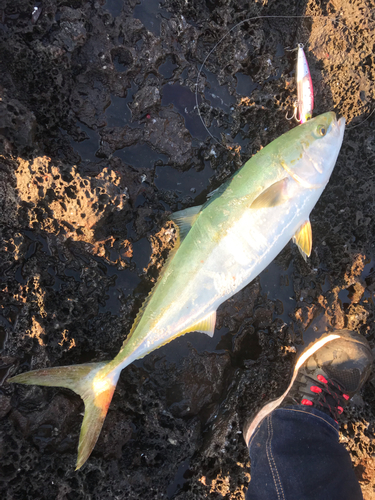 ブリの釣果