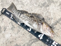 アイナメの釣果