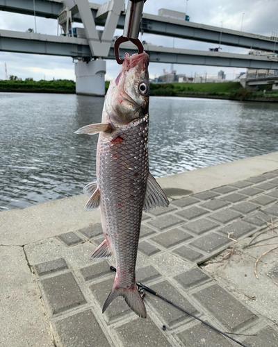 ニゴイの釣果