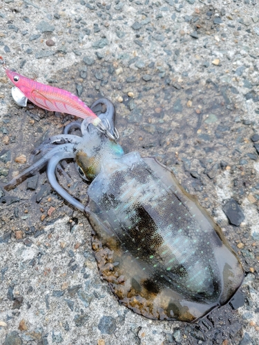 アオリイカの釣果