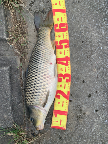 アメリカナマズの釣果