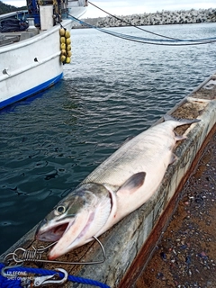 アキアジの釣果