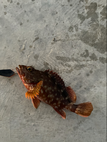 ワニゴチの釣果