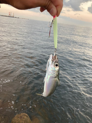 サバの釣果