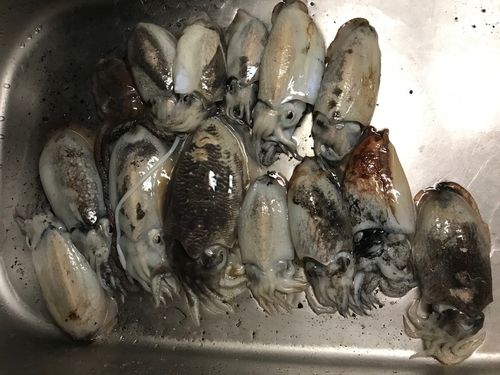 タチウオの釣果