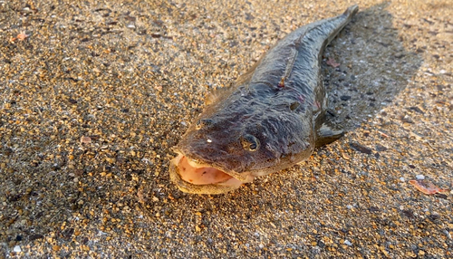 マゴチの釣果