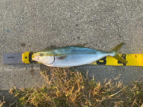 イナダの釣果