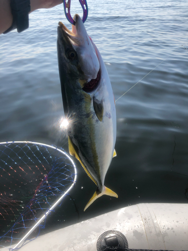 イナダの釣果