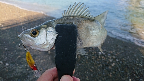 セイゴ（マルスズキ）の釣果