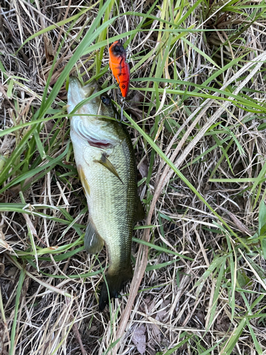 ブラックバスの釣果