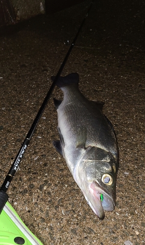 ヒラスズキの釣果