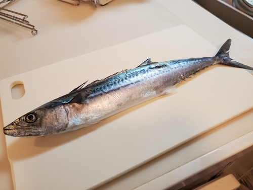 サゴシの釣果