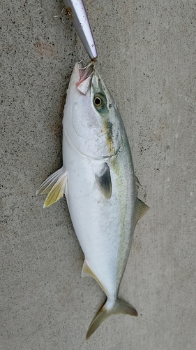 イナダの釣果