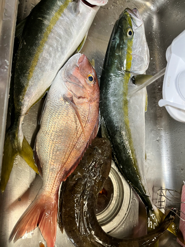 マダイの釣果