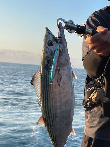 ハガツオの釣果