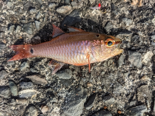 ネンブツダイの釣果