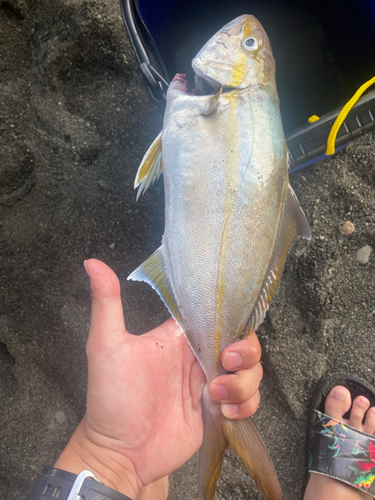 ショゴの釣果