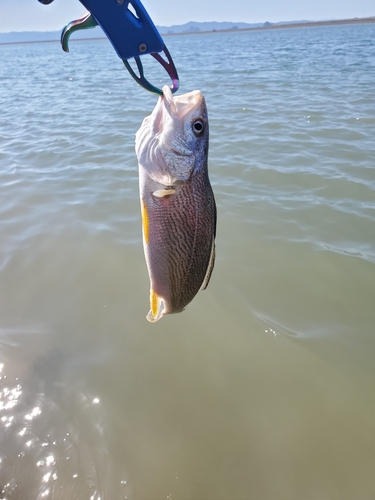 シログチの釣果