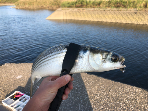 ボラの釣果