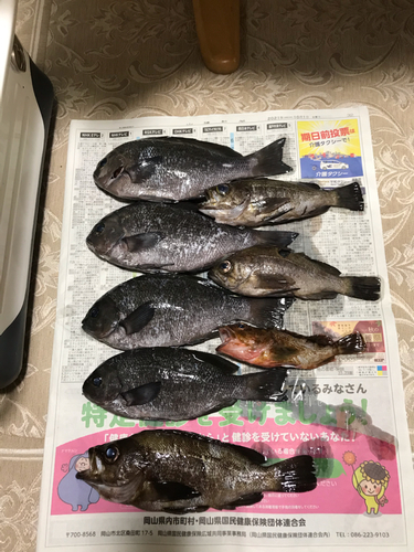 メバルの釣果