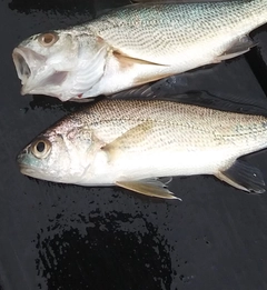 イシモチの釣果