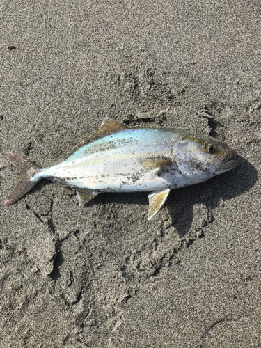 ショゴの釣果