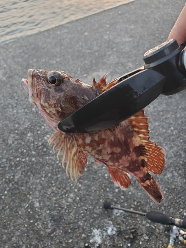 ガシラの釣果