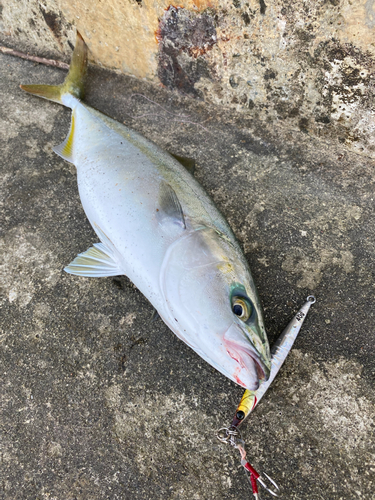 ツバイソの釣果