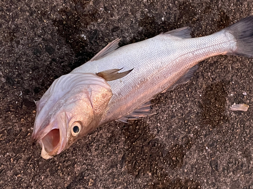 釣果