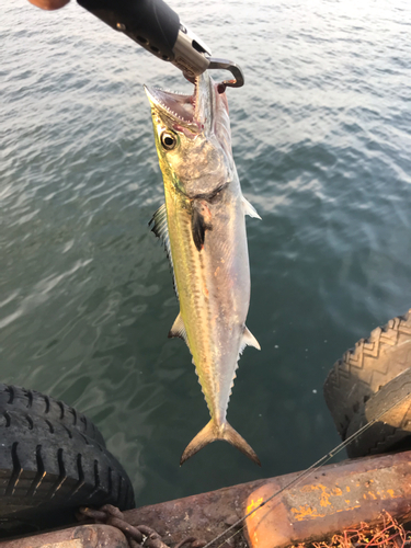 サゴシの釣果