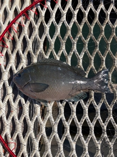 メジナの釣果