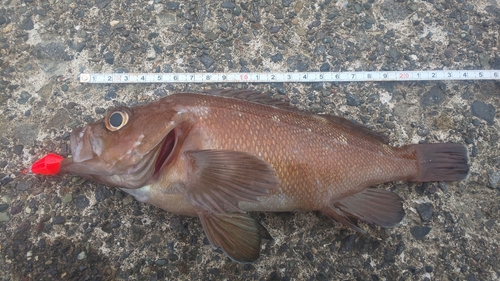 ガヤの釣果