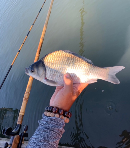 ヘラブナの釣果