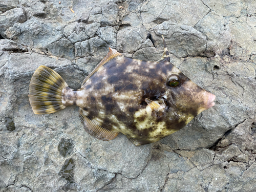 カワハギの釣果