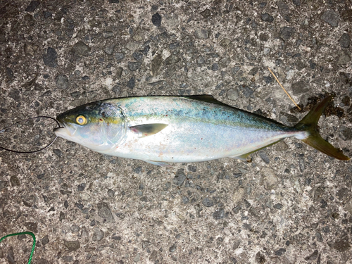 ヤズの釣果