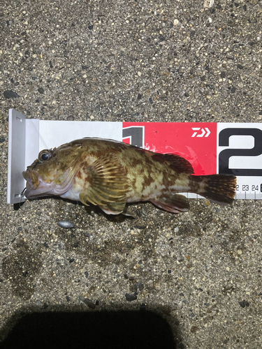 カサゴの釣果