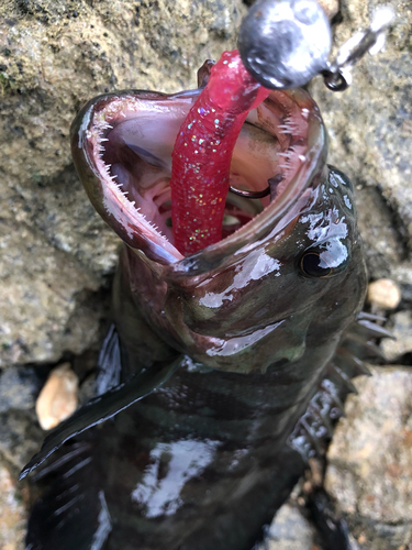 ヤミハタの釣果