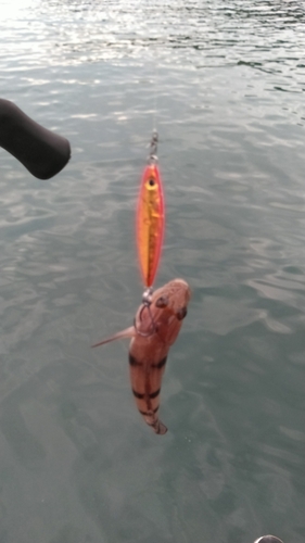 リュウグウハゼの釣果